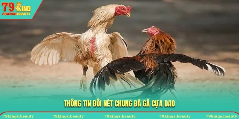 Thông tin đôi nét chung đá gà cựa dao