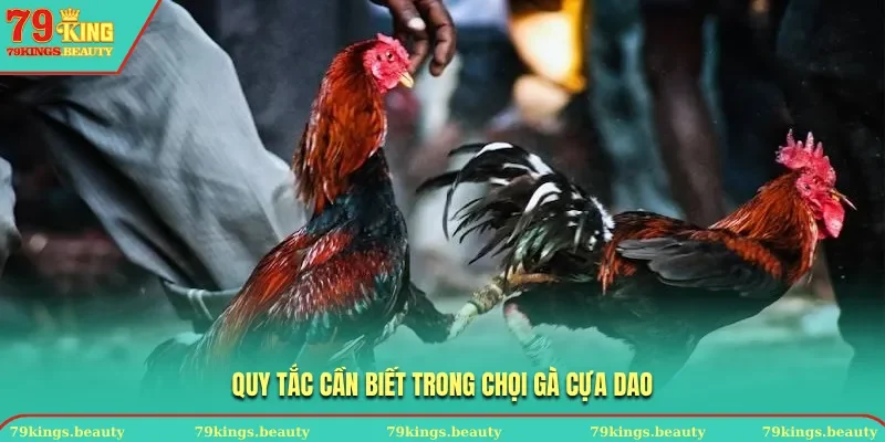 Quy tắc cần biết trong chọi gà cựa dao