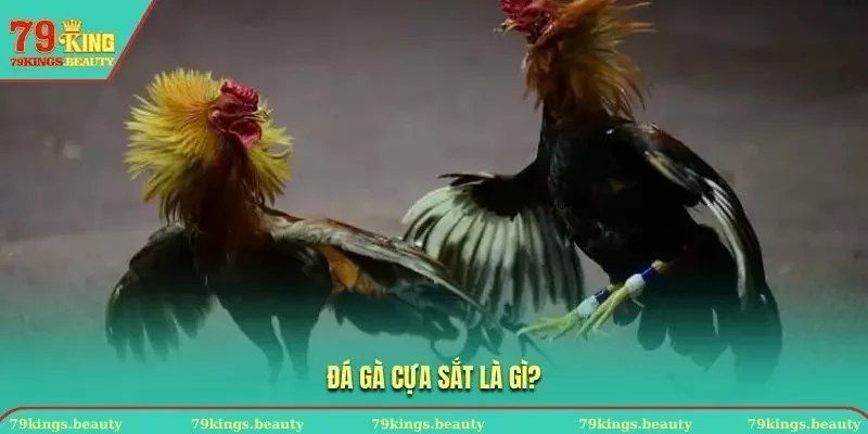 Đá gà cựa sắt hấp dẫn với thời gian diễn ra khá nhanh