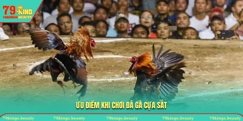 Bạn sẽ nhận được nhiều lợi ích khi chơi đá gà