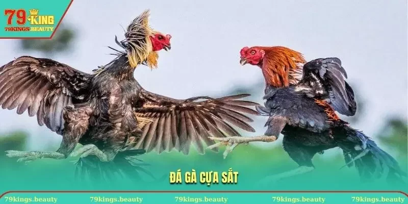 đá gà cựa sắt