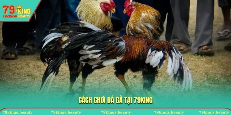 Cách tham gia chơi đá gà Thomo tại 79KING
