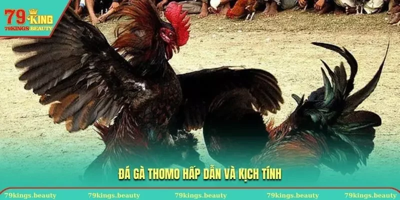 Đá gà Thomo 79KING gay cấn với nhiều trận đấu gà đỉnh cao
