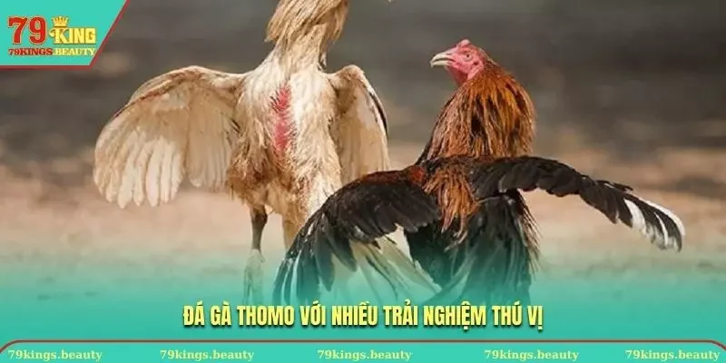 Bạn sẽ có nhiều trải nghiệm thú vị khi chơi đá gà Thomo