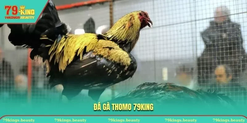 đá gà Thomo 79KING