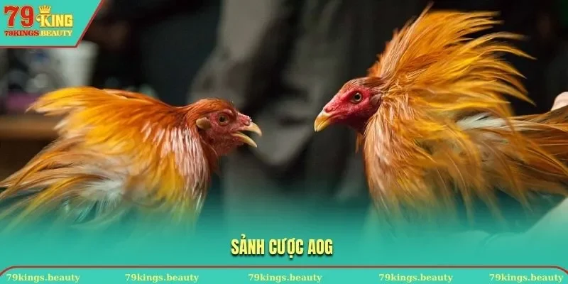 Sảnh cược Aog