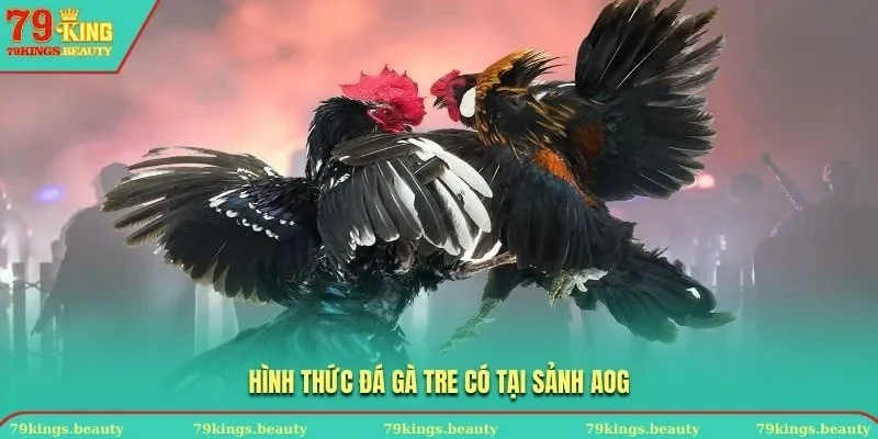 Hình thức đá gà tre có tại sảnh Aog