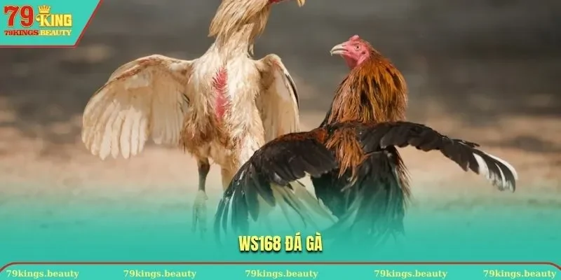WS168 Đá Gà