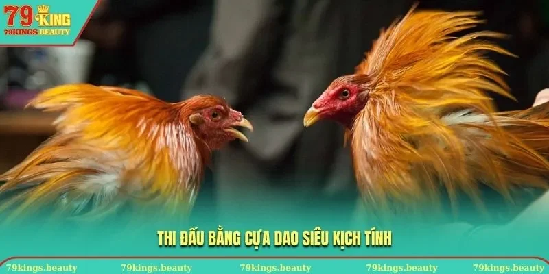 Thi đấu bằng cựa dao siêu kịch tính