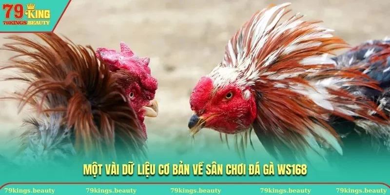 Một vài dữ liệu cơ bản về sân chơi đá gà WS168