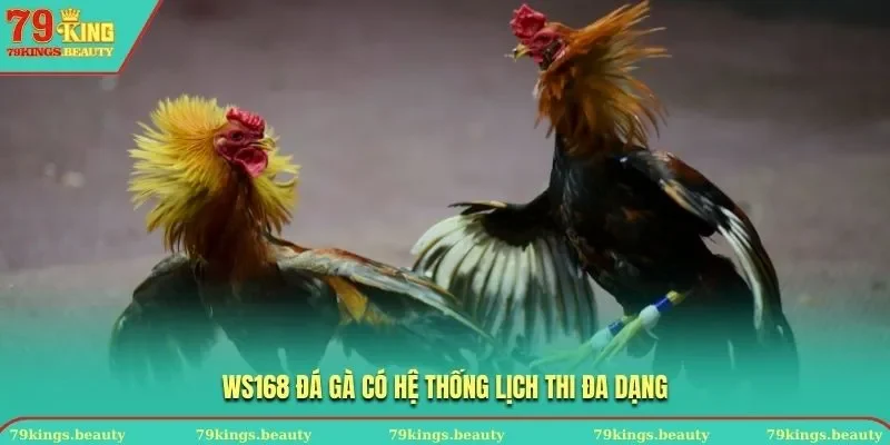 WS168 Đá Gà có hệ thống lịch thi đấu đa dạng
